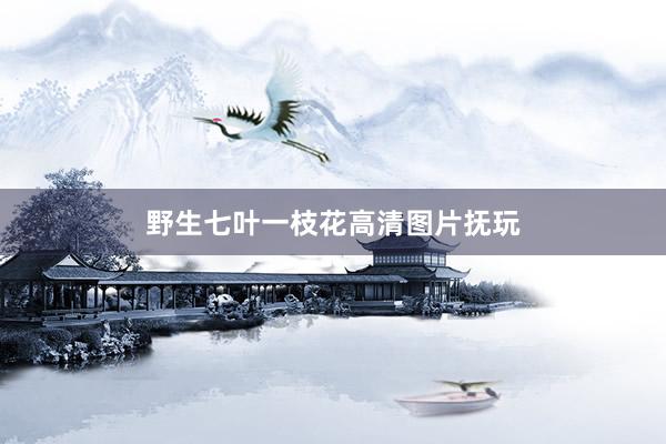 野生七叶一枝花高清图片抚玩